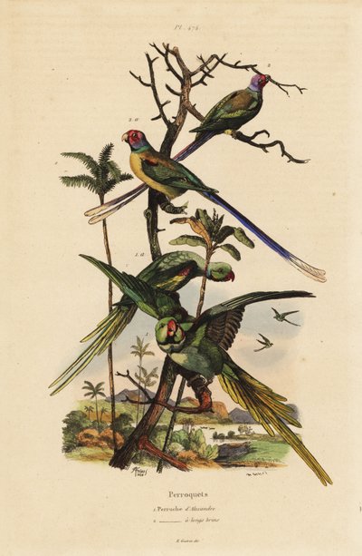Alexandrine muhabbet kuşu, Psittacula eupatria ve uzun kuyruklu muhabbet kuşu, Psittacula longicauda by Unbekannt