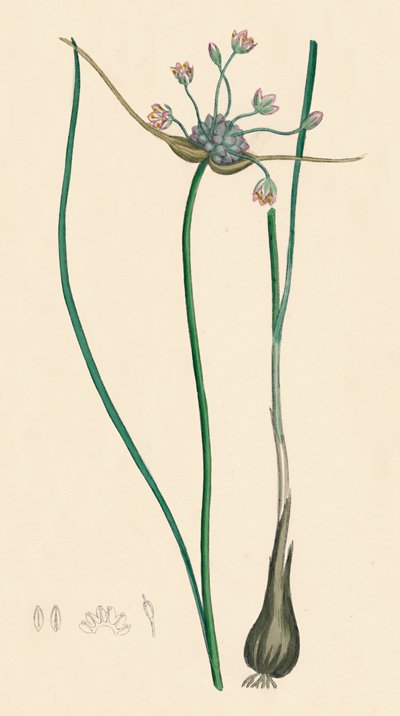 Allium oleraceum var. eşsiz. Tarla Sarımsak, var. bir, 19. Yüzyıl by Unbekannt