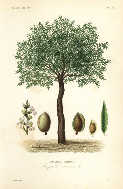 Badem ağacı, Prunus dulcis, Badem ağacı by Unbekannt