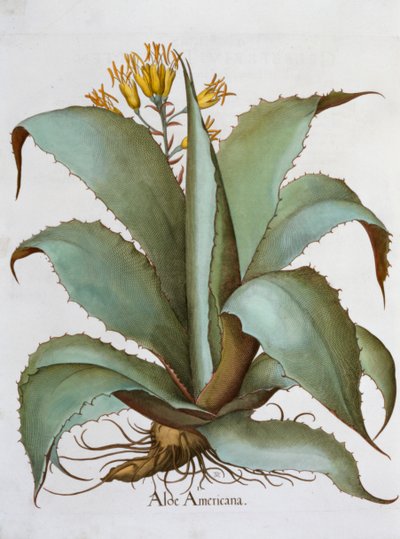Amerikan Aloe Aloe Americana, 1613 by Unbekannt