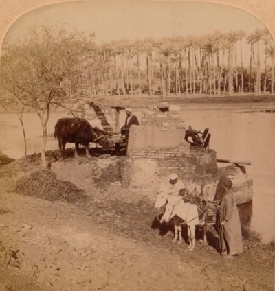 Bir Mısırlı Sakiye, Nil Suyunu Sulama İçin Çekmek, Mısır, 1896 by Unbekannt