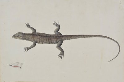 Bir Hint Bish-Copra Kertenkele, Ca. 1790. by Unbekannt