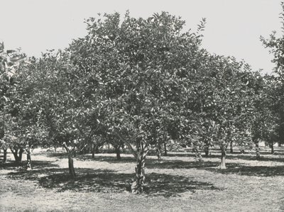 Şehrin yakınında bir portakal bahçesi, St Augustine, ABD, 1895. by Unbekannt