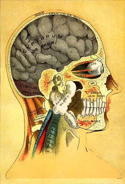 Anatomik şema, kafa 1905 by Unbekannt