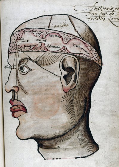 16. yüzyıl anatomisi: farklı beyin fonksiyonlarının ve bunlara bağlı kafa organlarının yerlerinin incelenmesi için beyin bölümü by Unbekannt