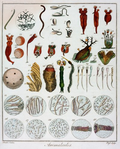 Anton van Leeuwenhoek tarafından gözlemlenen 
