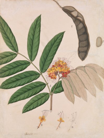 Ashoka Ağacı Çiçeği, Yaprakları, Baklası ve Tohumu, 19. yüzyılın ilk yarısı. by Unbekannt