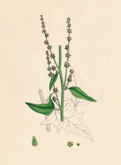 Atriplex Smithii. Smiths Orache, 19. Yüzyıl by Unbekannt
