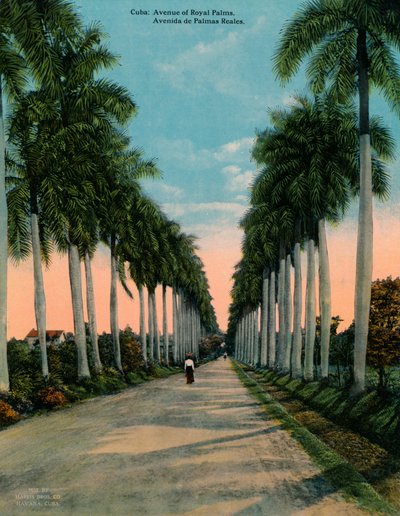 Royal Palms Caddesi, Küba, c1920 by Unbekannt