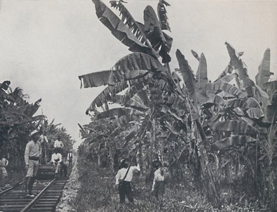 Muz Ovası, 1924 by Unbekannt