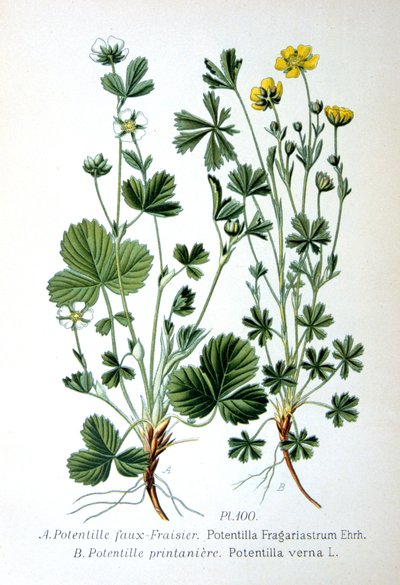 Çorak çilek ve bahar beşparmakotu, 1893 by Unbekannt