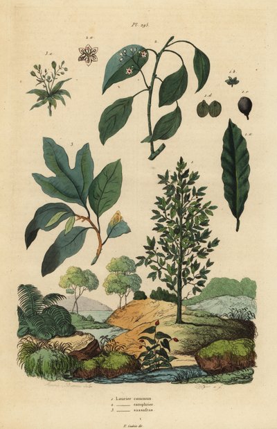 Defne defnesi, Laurus nobilis 1, kafur ağacı, Cinnamomum camphora 2 ve sassafras, Sassafras albidum 3 by Unbekannt