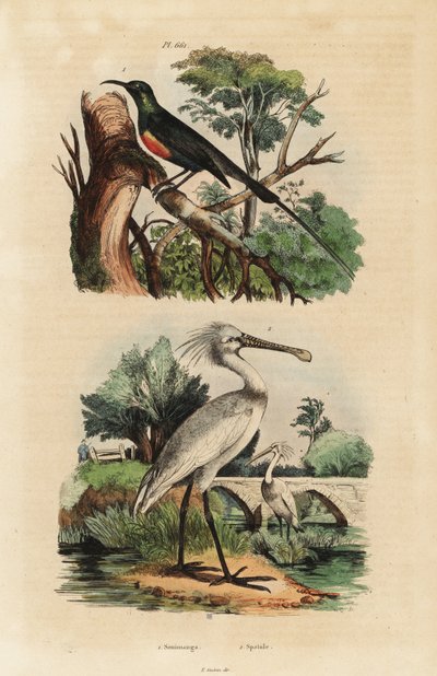 Güzel güneş kuşu, Cinnyris pulchella ve sıradan kaşıkçı, Platalea leucorodia by Unbekannt