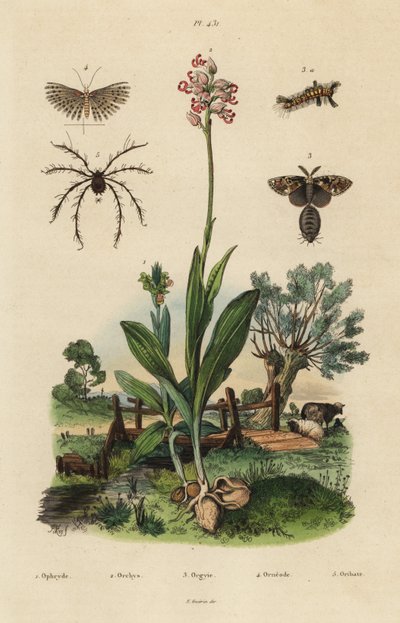 Arı orkidesi, Ophrys apifera 1, orkide maymunu, Orchis simia 2, paslı tussock güvesi, Orgyia antiqua 3, yirmi tüylü güve, Alucita hexadactyla 4 ve Oribata geniculata mite 5 by Unbekannt