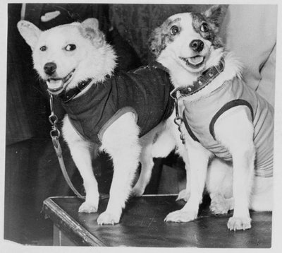 Belka ve Strelka, Rus kozmonot köpekleri, 1960 by Unbekannt