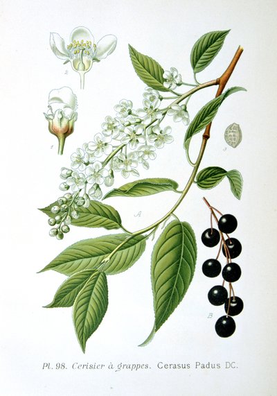 Kuş kirazı, 1893 by Unbekannt