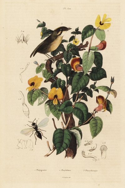Kara yanaklı sivrisinek yiyen, Conopophaga melanops, yakışıklı tatlı bezelye, Platylobium formosum ve Inostemma boscii yaban arısı by Unbekannt