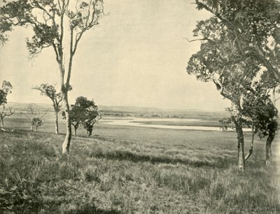 Black Swan Lagünü, Warwick yakınlarında, Queensland, 1901. by Unbekannt