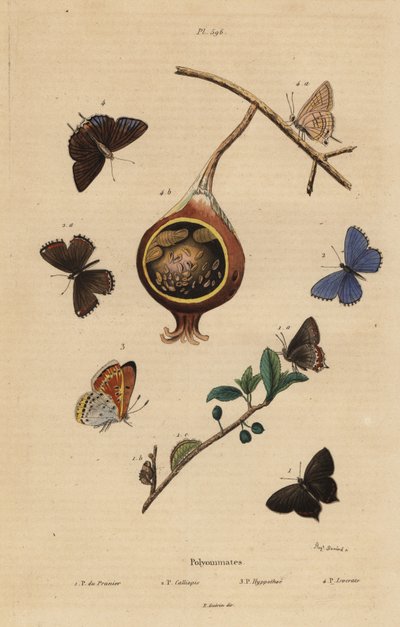 Siyah tüylü kelebek, Satyrium pruni 1, adi mavi kelebek, Polyommatus icarus 2, mor kenarlı bakır, Lycaena hippothoe 3 ve adi guava mavisi, Virachola isocrates 4. Polyommates du prunier, calliopsis, hyppothee, isocrate by Unbekannt