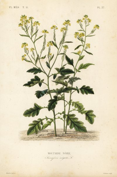 Siyah hardal, Brassica nigra, Sinapis nigra, Siyah hardal by Unbekannt