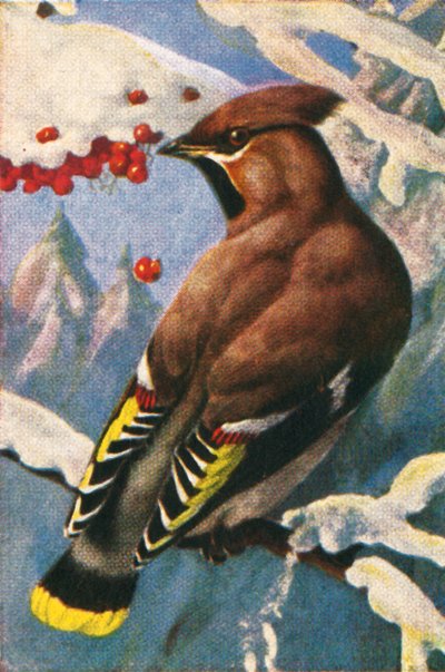 Bohem ağda, c1928. by Unbekannt