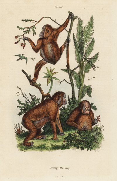 Borneo orangutanları, Pongo pygmaeus by Unbekannt