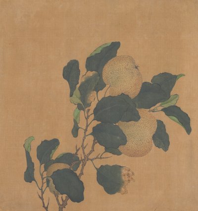 Meyve ile Ağacın Dalı. by Unbekannt