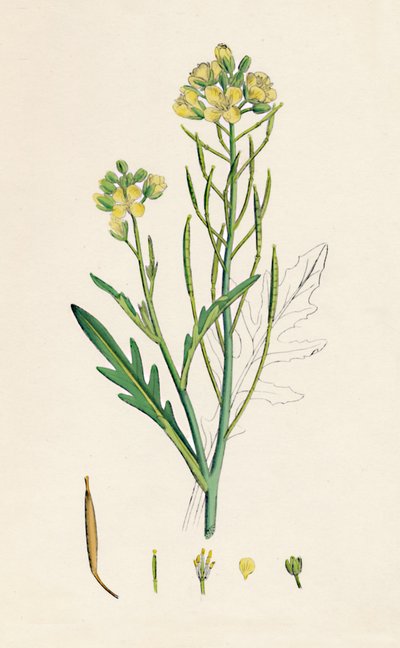 Brassica tenuifolia. Duvar roketi, 19. Yüzyıl by Unbekannt