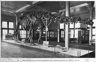 Brontosaurus iskeleti, Amerikan Doğa Tarihi Müzesi, New York, ABD, 20. yüzyılın başları by Unbekannt