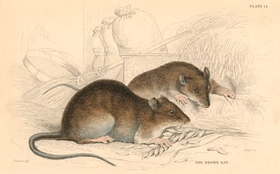Kahverengi sıçan Rattus rattus, 1828 by Unbekannt