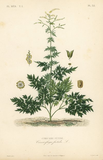 Bugbane veya kohosh, Actaea cimicifuga, Cimicifuga foetida, Cimicaire fetide by Unbekannt