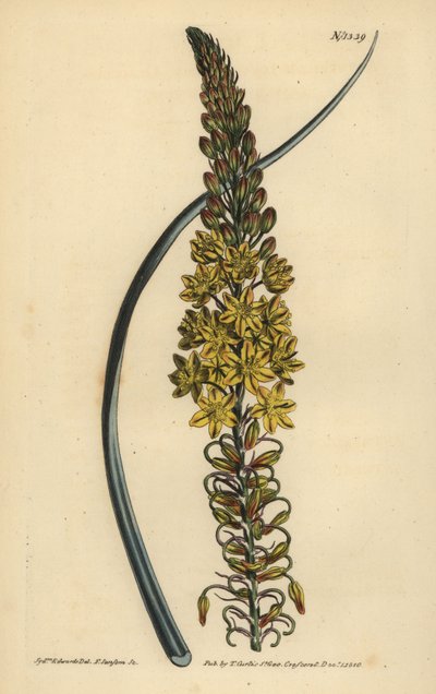 Bulbine asphodeloides (Glaucous yapraklı anthericum, Anthericum longiscapum) by Unbekannt