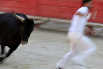 Boğa güreşi (Kurs camarguaise). Amacın bir boğanın başından bir rozet kapmak olduğu kansız bir gösteri (boğalar için), Vallabregues, Fransa by Unbekannt