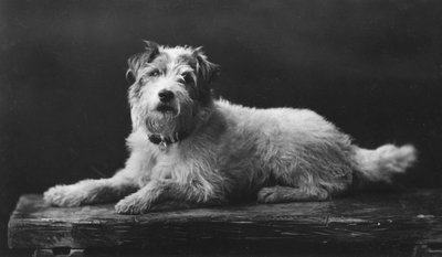 Caesar, King Edwards
