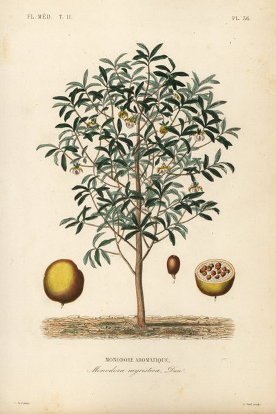 Su kabağı hindistan cevizi, Monodora myristica, Monodore aromatique by Unbekannt