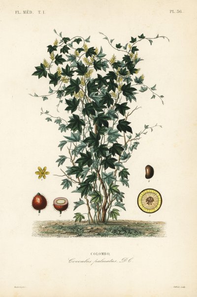 Calumba ağacı, Jateorhiza columba, Cocculus palmatus, Colombo by Unbekannt