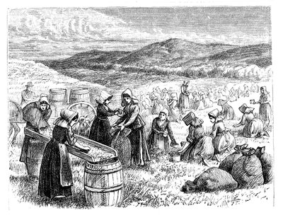 Cape Cod kadınları kızılcıkları topluyor ve ayıklıyor, 1875 by Unbekannt