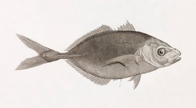 Caranx Lune, yakın çekim by Unbekannt
