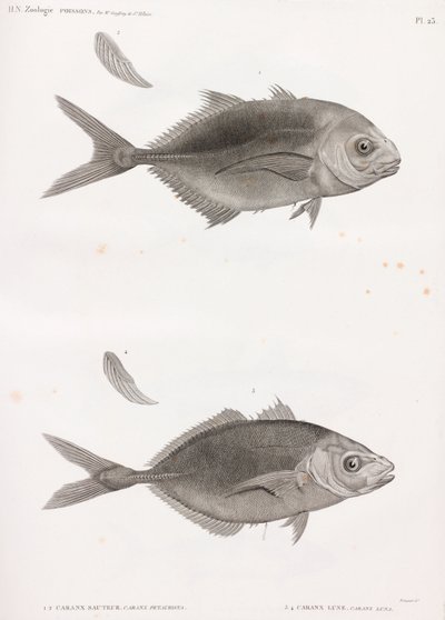 Caranx Sauteur ve Caranx Lune by Unbekannt