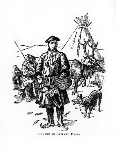 Carolus Linnaeus, 18. yüzyıl İsveçli botanikçi, doktor ve zoolog, 20. yüzyıl by Unbekannt