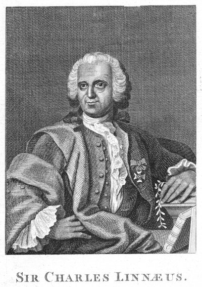 Carolus Linnaeus, 18. yüzyıl İsveçli doğa bilimci by Unbekannt