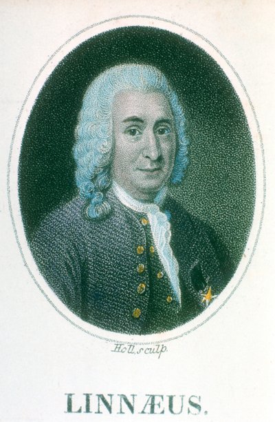 Carolus Linnaeus, 18. yüzyıl İsveçli doğa bilimci, 19. yüzyılın başları by Unbekannt