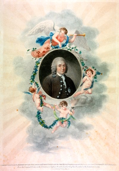 Carolus Linnaeus, İsveçli doğa bilimci ve doktor, 1807 by Unbekannt