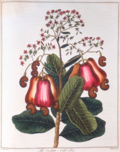 Kaju fıstığı - Anacardium occidentale, c1798 by Unbekannt