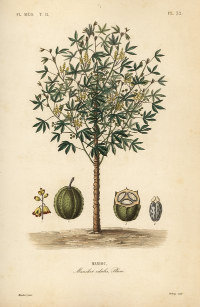 Manyok, yuca veya manyok bitkisi, Manihot esculenta, Manihot edulis, Manioc by Unbekannt