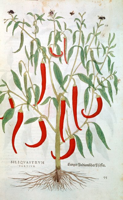 Cayenne Biber bitkisi Capsicum, 16. yüzyıl by Unbekannt