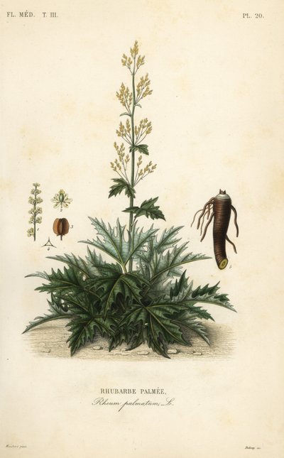 Çin raventi veya ravent kökü, Rheum palmatum, Ravent palmer by Unbekannt