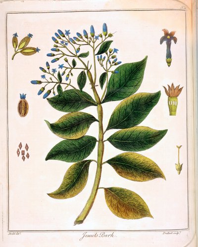 Cinchona Cizvitleri veya Peru Kabuğu 1795 by Unbekannt