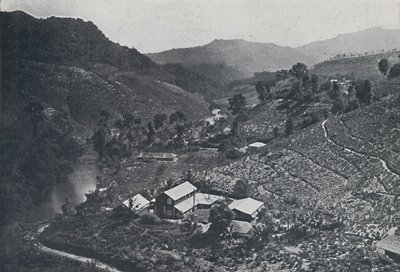 Sinhalese Çay Tarlası, 1924 by Unbekannt