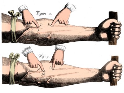 Kan dolaşımı, 1628 by Unbekannt